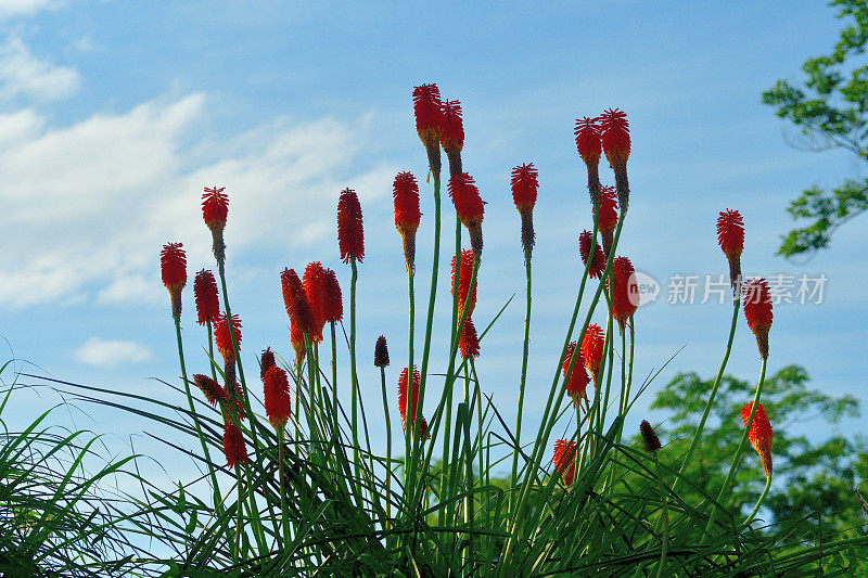 刺梨/火炬百合/三联花